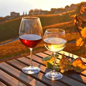 5 Best Fall Wines for 2023